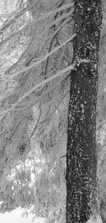 Snow-covered forest with frosty tree branches and a tranquil winter scene.