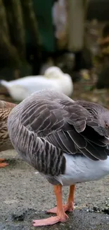 Gray goose preening by the water, serene nature scene.