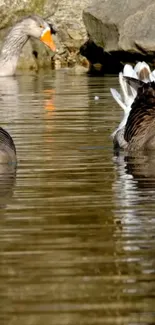 Geese glide across peaceful lake with reflections.