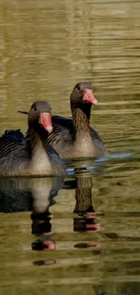 Two geese swimming on a tranquil lake with reflections in the calm water.