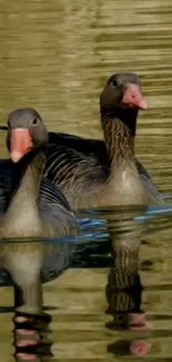 Two geese gliding across a golden pond, creating a serene and peaceful scene.