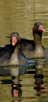 Two geese glide calmly on reflective water, creating a serene and natural scene.