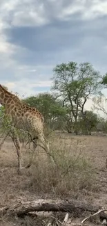 Giraffe walking through African savanna under a blue sky.