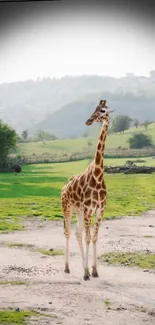 Giraffe standing in a lush green landscape.