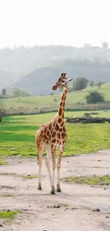 Giraffe stands in open savannah landscape with green hills background.