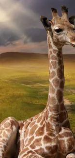 Giraffe resting peacefully in the savannah with a scenic horizon view.