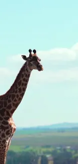 Majestic giraffe in a serene safari landscape with clear sky.