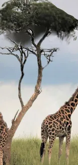 Giraffes standing by a tree in the savanna.