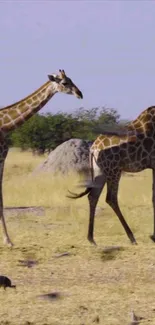 Two giraffes walking on a savanna with a turtle in the foreground.