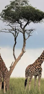 Giraffes beside a tree in a grassy savanna, under a serene sky.