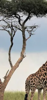 A tranquil scene with giraffes and a tree on the savannah.