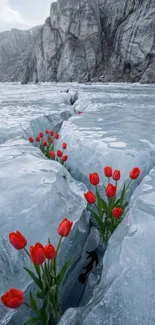 Red tulips emerging from icy crevices against rocky cliffs.
