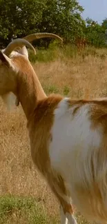 Goat standing in a sunlit field with trees in the background.