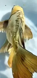 Golden koi fish swimming in clear water.