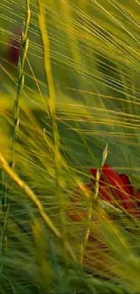 Serene wallpaper of golden grass with a splash of red.