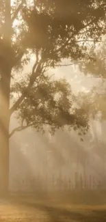 Silhouette of tree in golden sunrise mist.