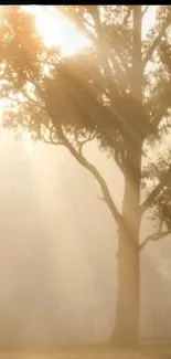 Serene tree in golden light with soft sunlight filtering through branches.