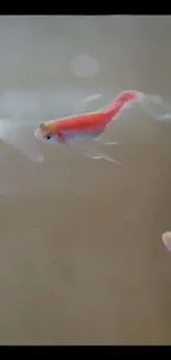 Tranquil goldfish swim in a serene underwater scene.