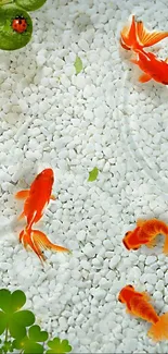 Goldfish swimming in a serene pond with white stones and green foliage.