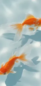 Two elegant goldfish gliding in water.