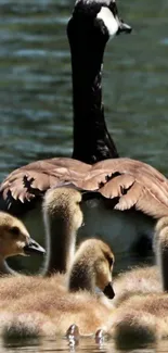 Goose with goslings on a calm lake.