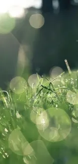 Close-up of grassy field with light bokeh effect in the background.