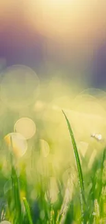 Vibrant nature bokeh wallpaper with green grass and sunlight.