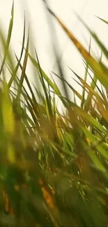 Close-up of green grassy field with sunlight.