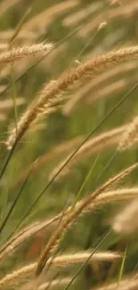 Mobile wallpaper of tall golden grass swaying in a serene field.