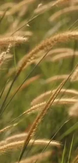 Close-up of brown grasses swaying in a green field, perfect for a serene mobile wallpaper.