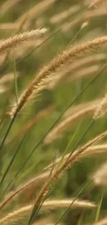 Mobile wallpaper of a serene grass field swaying in the wind.