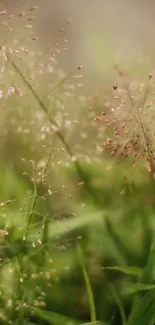 Close-up of soft green grass with a blurred background.