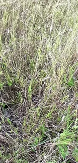 Serene grassland landscape mobile wallpaper with lush green grasses.