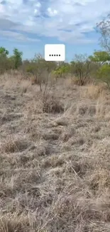 Peaceful dry grassland under a clear blue sky.