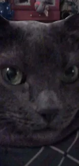 Gray cat with green eyes close-up, dark fur background.