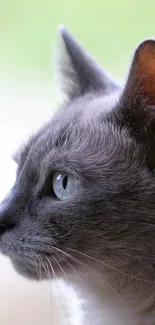 Profile view of a gray cat against a light blurred background.