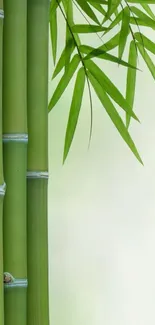 Serene green bamboo wallpaper with leaves.