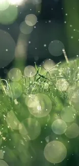 Serene green grass with bokeh effect, showcasing nature's tranquility.