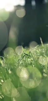 Serene green bokeh wallpaper with morning dew on grass.