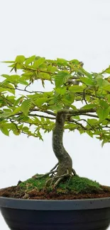 Serene green bonsai tree mobile wallpaper.