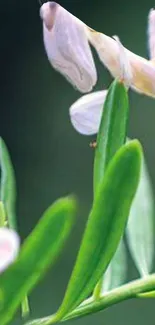 A serene wallpaper with green leaves and delicate flowers.