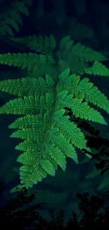 Green fern leaf with dark background wallpaper.