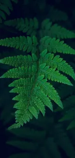 Vibrant green fern leaf pattern for mobile wallpaper.