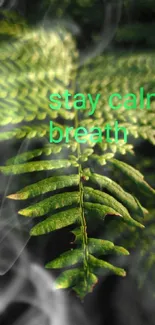 Green fern wallpaper with calming text for peace and tranquility on your phone.