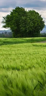 Lush green fields with a distant tree and cloudy sky.