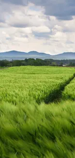 Lush green field with mountains and clouds in the background.