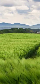 Serene green field under a cloudy sky, perfect for calming mobile wallpaper.