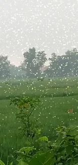 Serene green field with sparkling lights and trees.