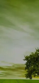 Green field under a cloudy sky with a lone tree on the horizon.