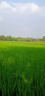 Serene green field with blue sky mobile wallpaper.